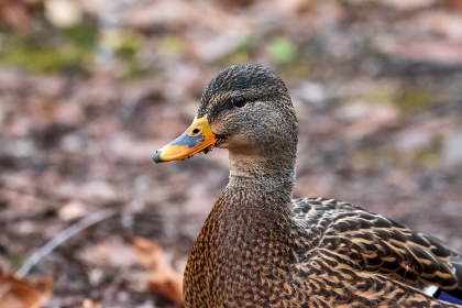 畅享洞洞杂货铺漫画，免费阅读尽在掌握