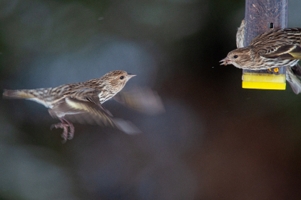 畅享海棠文学城：免费在线阅读精彩小说