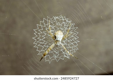 网飞猫免费追剧app：畅享海量影视资源，随时随地追剧无忧